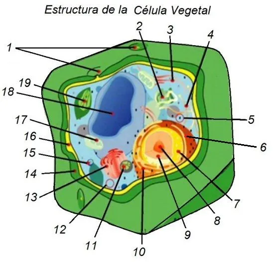 celula-vegetal-2.jpg