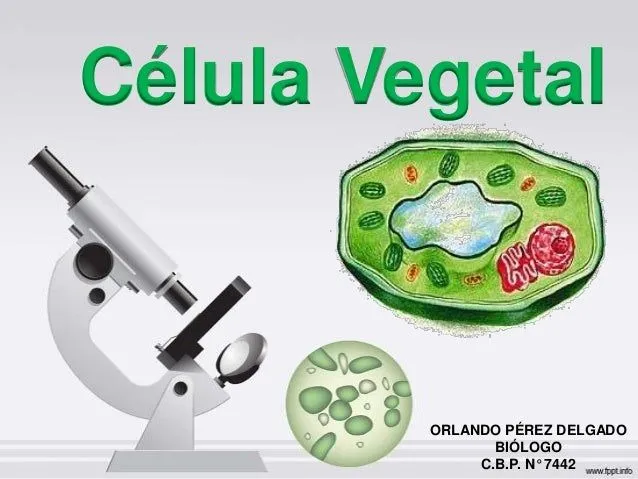 Célula vegetal 1