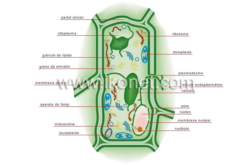 Celula vegetal facil de dibujar para colorear - Imagui