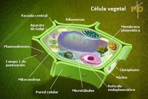 La celula vegetal y sus partes con nombre - Imagui