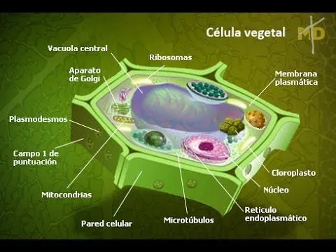 celula vegetal - Youtube Downloader mp3