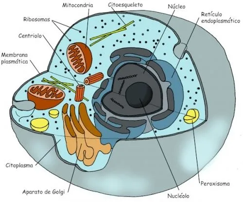 Celula animal y sus partes facil de dibujar - Imagui