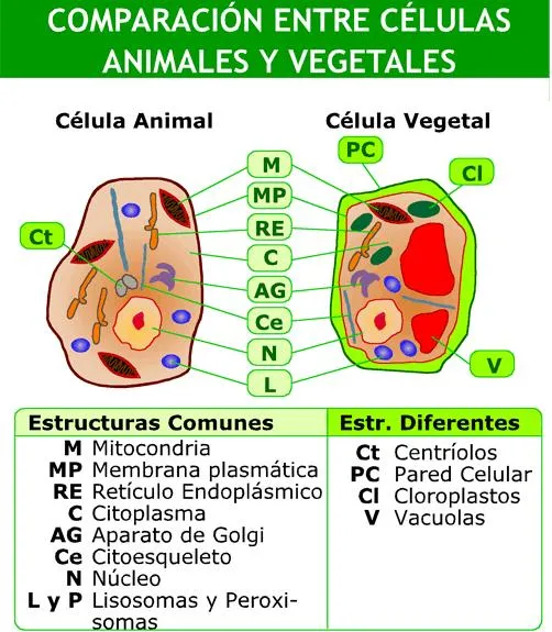 Células animales y vegetales (Educarchile) - Didactalia: material ...