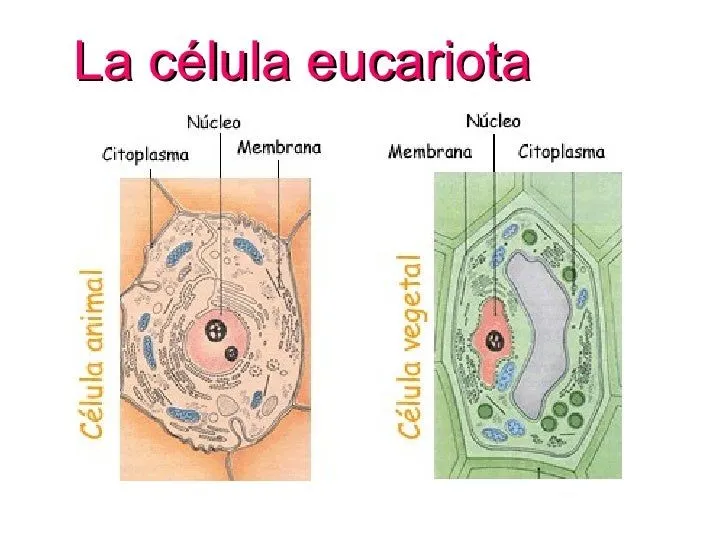 Celulas Eucariotas - Mind Map