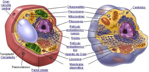 Células Eucariotas y Procariotas: Semejanzas y Diferencias de ...