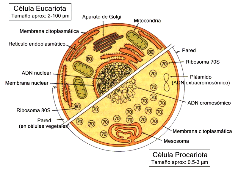 Celulas: Eucariotas y Procariotas. - Taringa!