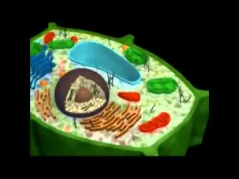 Las células eucariotas y procariotas - YouTube