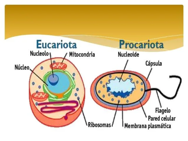 Celulas eucariotas y procariotas
