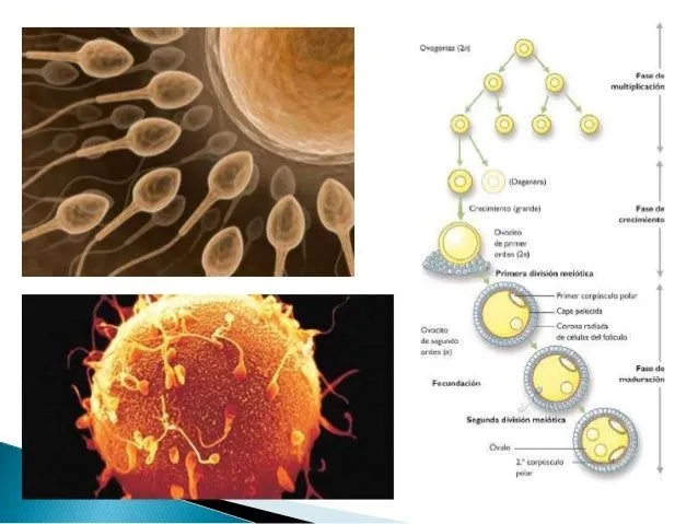 Células germinales, fecundación, embriogénesis, etapa fetal, histolog…