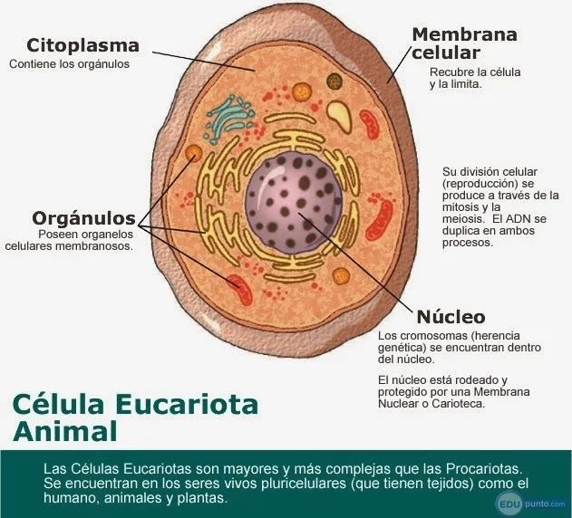Células en todas partes | EDUpunto.com