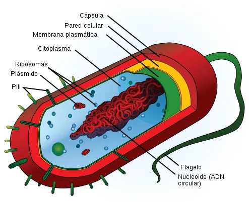Celulas Procariotas funcion y estructura de sus partes | Las Celulas