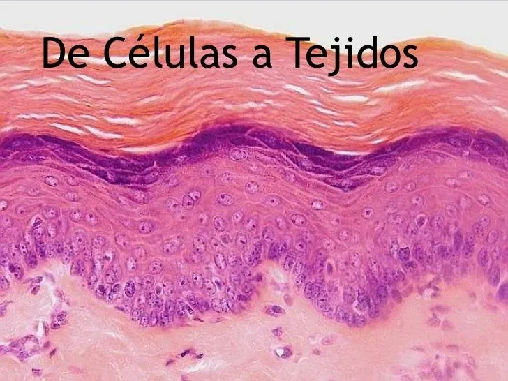 De células a tejidos