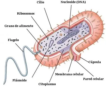 Celula...Unidad estructural & Funcional de los seres vivos