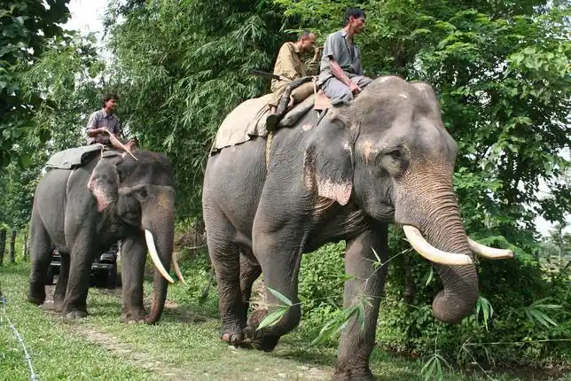 Medio centenar de elefantes borrachos arrasa un pueblo indio - ABC.es