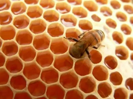 La cera de abejas | Velas Adarves