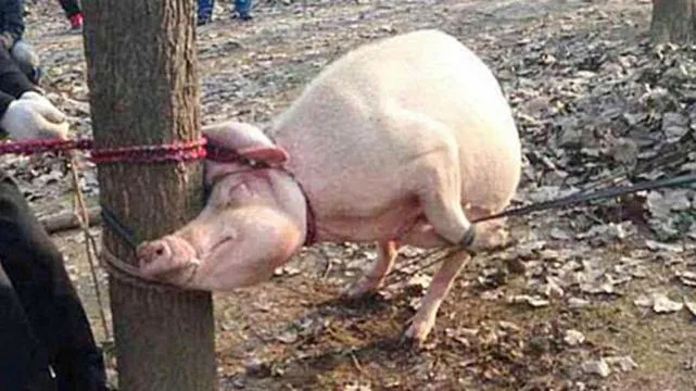 Un cerdo devoró a un bebé en China - La Gaceta