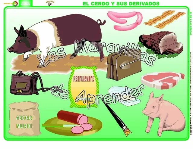 El cerdo y sus derivados - Imagui