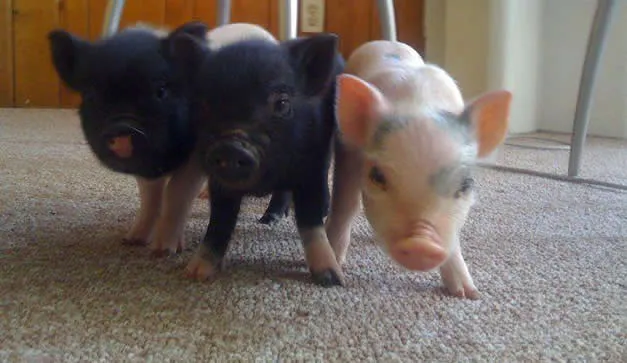 Cerdos, animales de compañía (Una opción para los amantes de estos ...