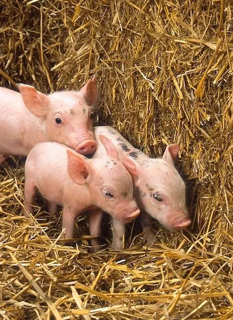 cerdos lindos bebés lechones paja heno granja | Descargar Fotos gratis