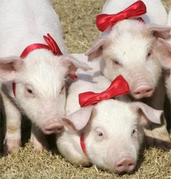 Sobre cerdos, medios de comunicación y gripa porcina.