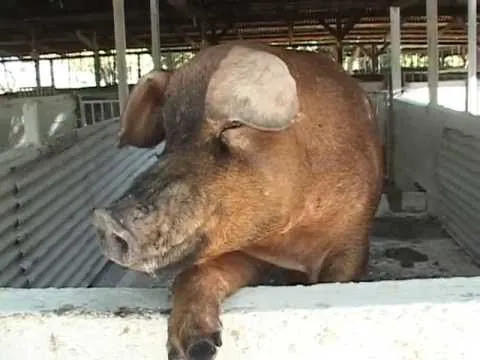 Cerdos de Raza Duroc - YouTube