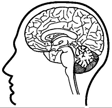 Cerebro humáno en dibujo para colorear - Imagui
