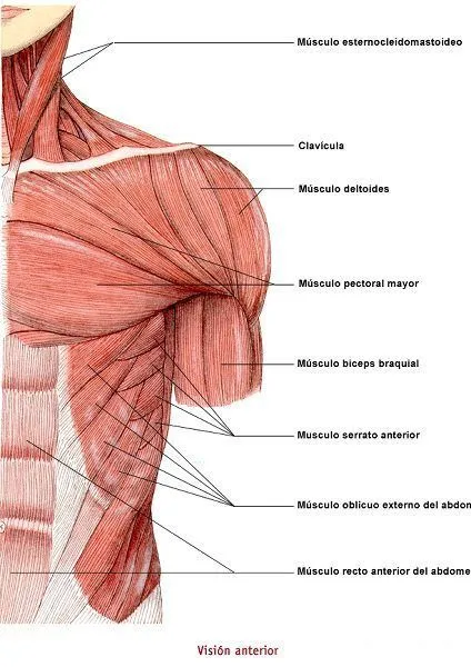cerebritas: MUSCULOS DEL TRONCO (CARA ANTERIOR) cerebritas: MUSCULOS DEL TRONCO (CARA ANTERIOR)