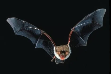 El cerebro 'multitarea' de los murciélagos | Ciencia | elmundo.es