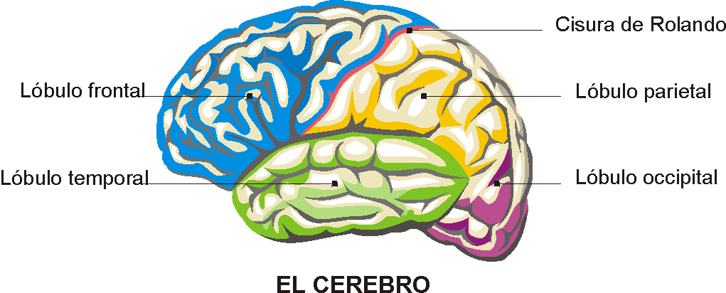 Cerebro Adolescente: El Cerebro Triuno y el Proceso de Aprendizaje.