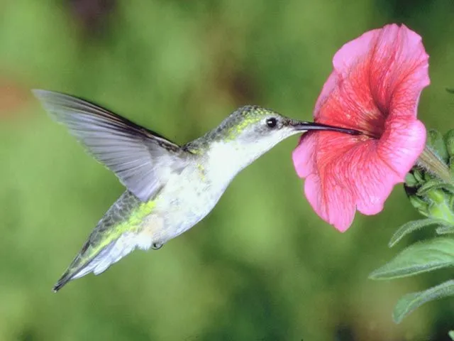 El cerebro del colibrí preparado para volar en suspensión | Blogodisea