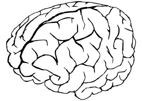 El cerebro humano y sus partes para colorear - Imagui