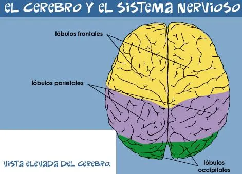 El cerebro humano - Didactalia: material educativo