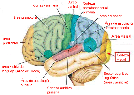 El cerebro Humano - Taringa!