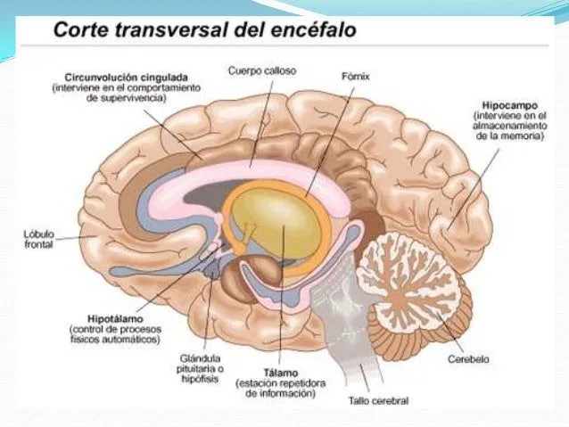 Cerebro y sus partes dibujo - Imagui