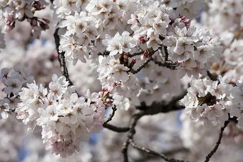 Los cerezos en Corea y el festival de Jinhae | Dorito Coreano