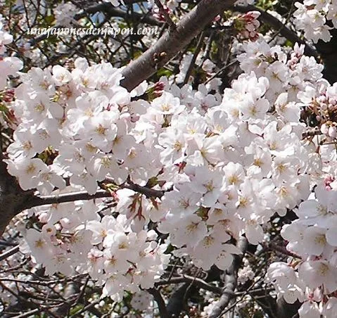 Cerezos en flor – 桜の花満開 (sakura no hana mankai) | Una ...