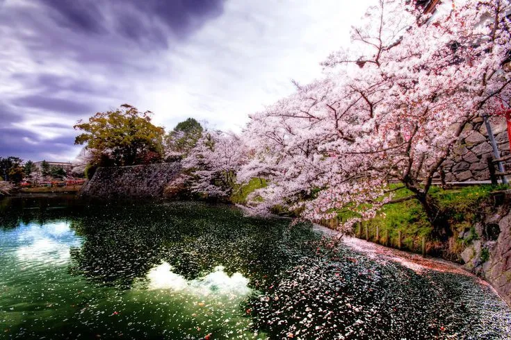 cerezos <3 on Pinterest | Cherry Blossoms, Kyoto and Tokyo