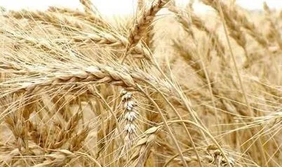 Fotos campos de trigo - Imagui