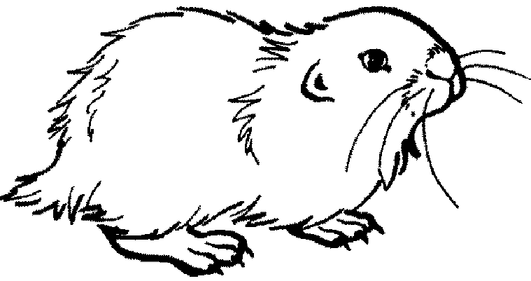 La Chachipedia: Dibujos de Hámsteres para colorear para imprimir y ... La Chachipedia: Dibujos de Hámsteres para colorear para imprimir y ...