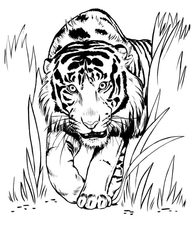 La Chachipedia: Dibujos de tigres para colorear y para imprimir ... La Chachipedia: Dibujos de tigres para colorear y para imprimir ...