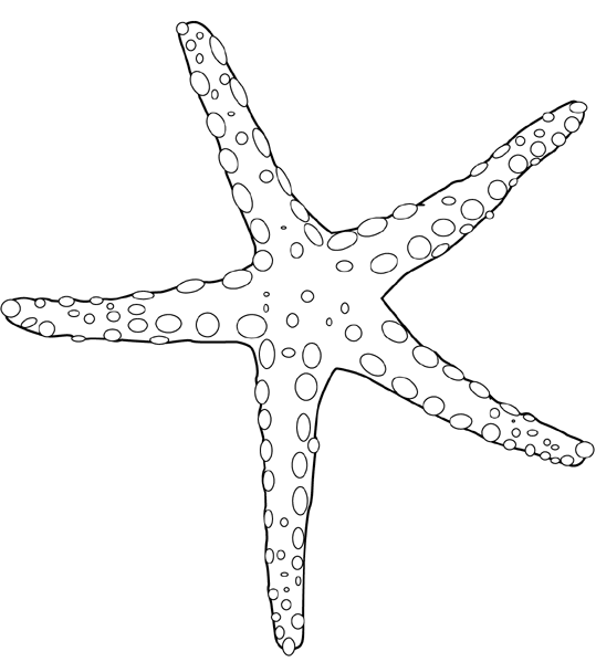La Chachipedia: Las estrellas de mar