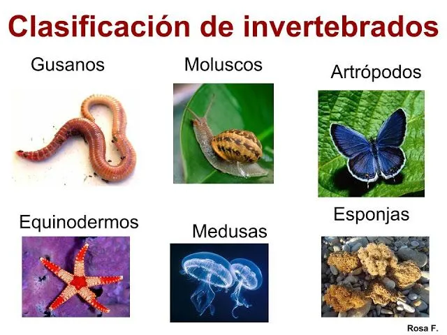 La Chachipedia: Invertebrados