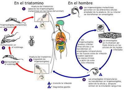 Chagas: CICLO DE INFECCIÓN