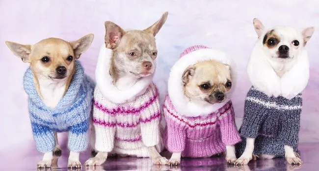 perritos on Pinterest | Tejidos, Dog Coats and Catwalks