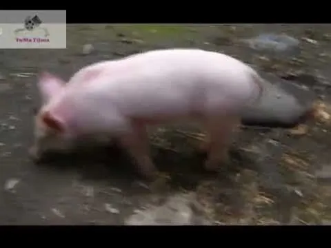 El chanchito Valiente -The Porky hero - В Porky героя - YouTube