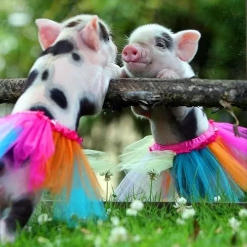Chanchitos vestidos de bailarinas | Animales | Pinterest