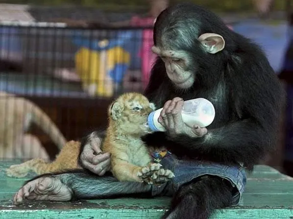 Chango alimentando a bebe felino - Mascotas Yep