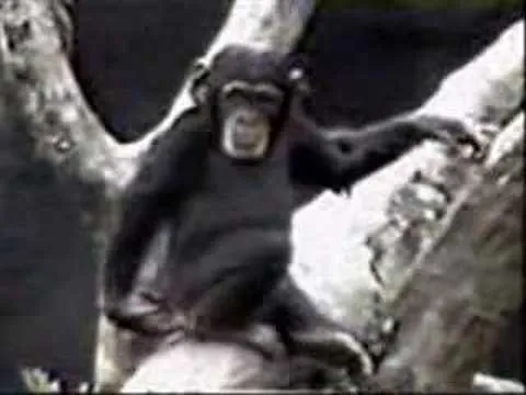 chango gracioso - funny nasty monkey - YouTube