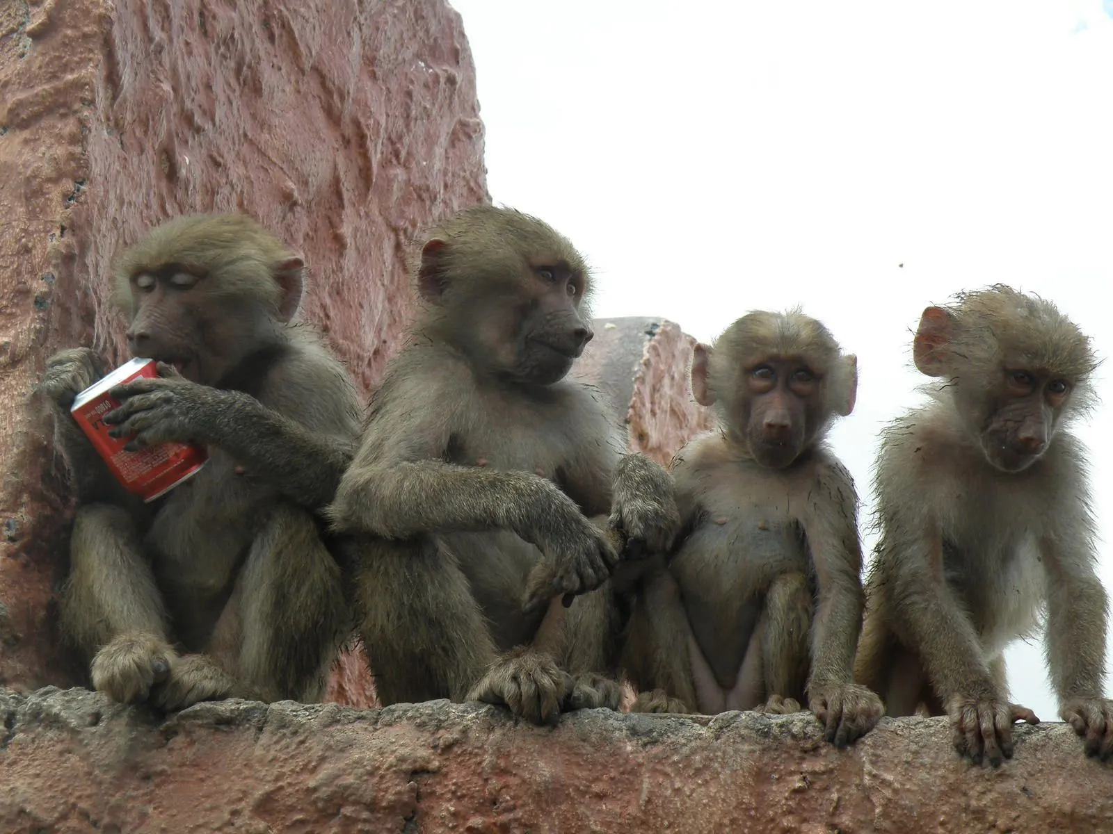 Changuitos by milesellatino on DeviantArt Changuitos by milesellatino on DeviantArt