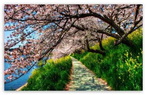 Cherry Blossom Tunnel HD desktop wallpaper : High Definition ...